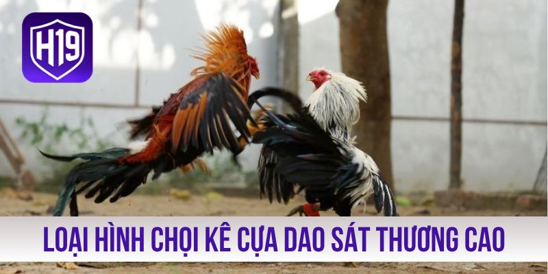 Tìm hiểu loại hình chọi kê cựa dao sát thương cao